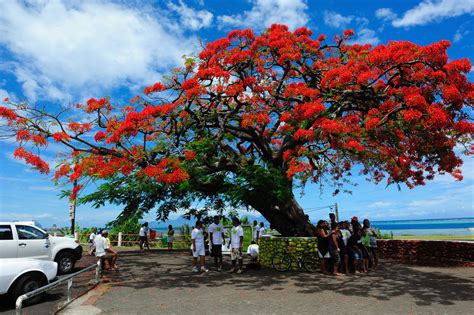 arbre le flamboyant photos.